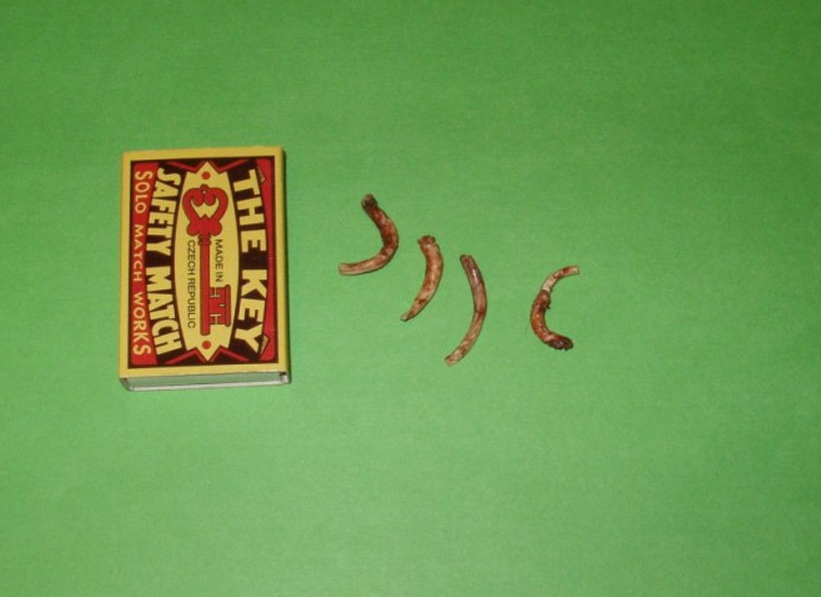 Zrealizovaný nápad môjho syna - domáce zvieratko